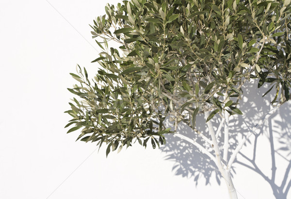 Olive Tree Stock photo © mdfiles