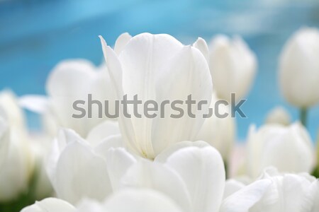 Tulpen Gänseblümchen Ankunft Frühling farbenreich Ansicht Stock foto © mehmetcan