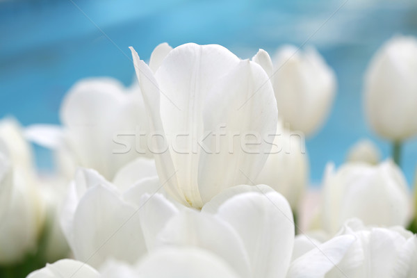 Tulpen Gänseblümchen Ankunft Frühling farbenreich Ansicht Stock foto © mehmetcan
