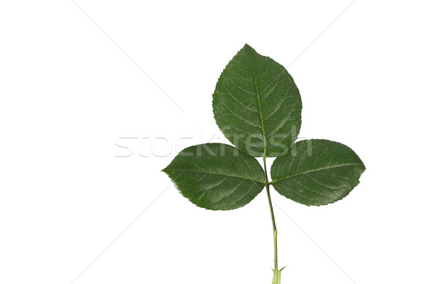 Feuille [[stock_photo]] © mehmetcan