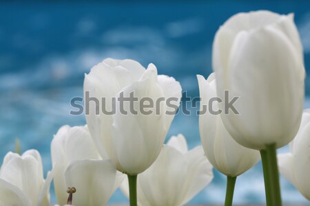 Tulpen Gänseblümchen Ankunft Frühling farbenreich Ansicht Stock foto © mehmetcan