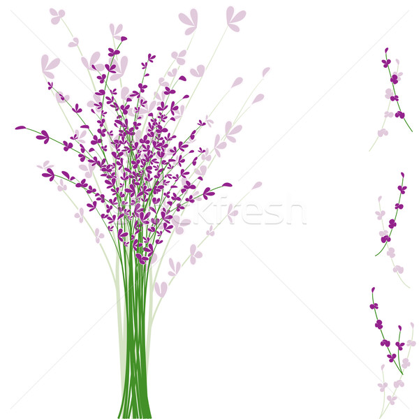 Violet lavandă floare alb primăvară Imagine de stoc © meikis