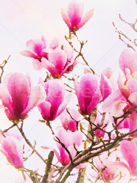 Wasserfarbe rosa magenta Blüten Blüte Stock foto © meikis