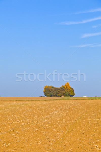 natural full frame background with wtree and field after harvest Stock photo © meinzahn