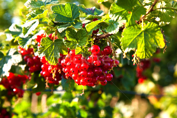 fresh red tasteful berry hanging on the bush ready for picking Stock photo © meinzahn