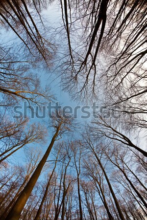 Spring tree crowns on deep blue sky Stock photo © meinzahn