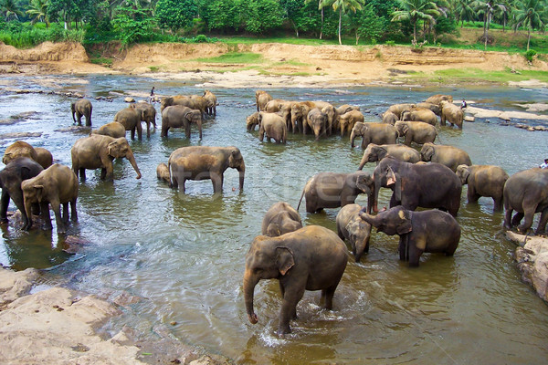 elephants in the river Stock photo © meinzahn