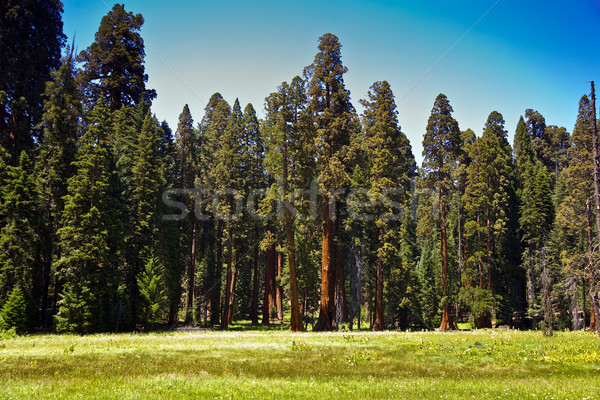Słynny duży sekwoja drzew stałego parku Zdjęcia stock © meinzahn