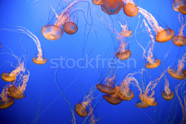 beautiful Jelly fishes in the aquarium with blue background Stock photo © meinzahn