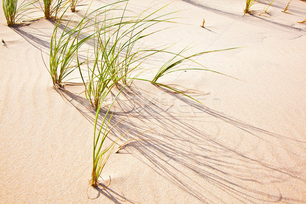 Wind Gras Sanddüne Strand Textur Wolken Stock foto © meinzahn