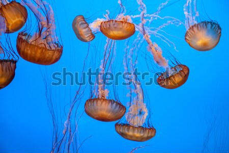 jelly fish in the blue sea Stock photo © meinzahn