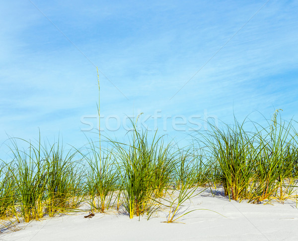 grass grows at dune at a beautiful beach Stock photo © meinzahn