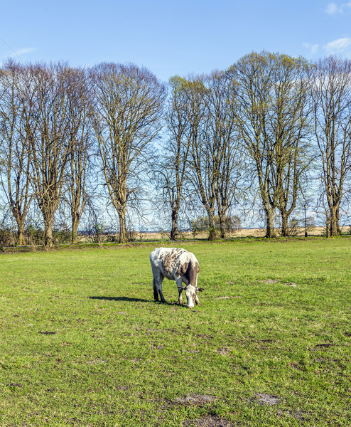 Stockfoto: Koeien · groene · vers · weide · ochtend · licht