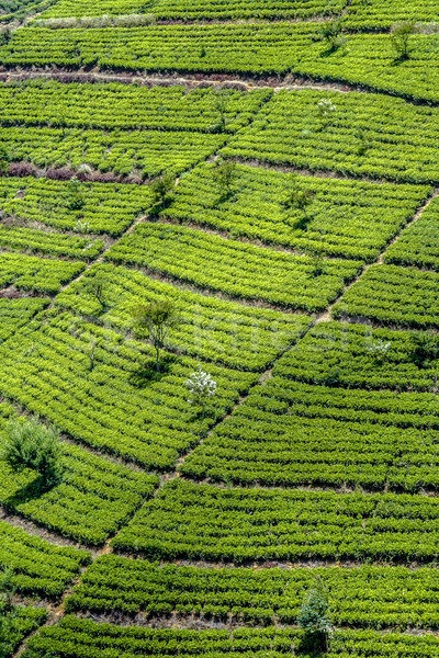 Stockfoto: Groene · Sri · Lanka · werk · natuur · bomen · plant