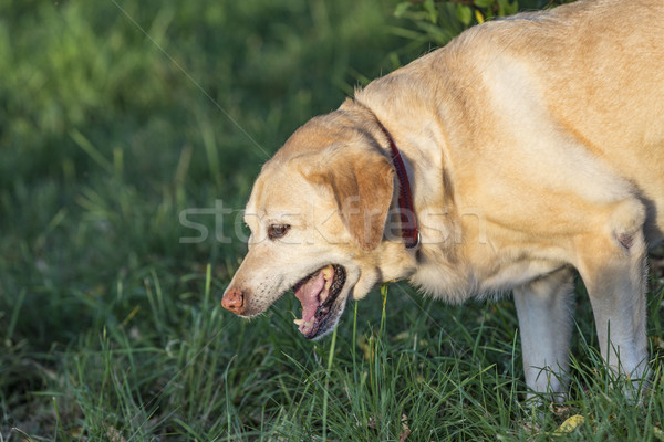 cute labrador dog Stock photo © meinzahn