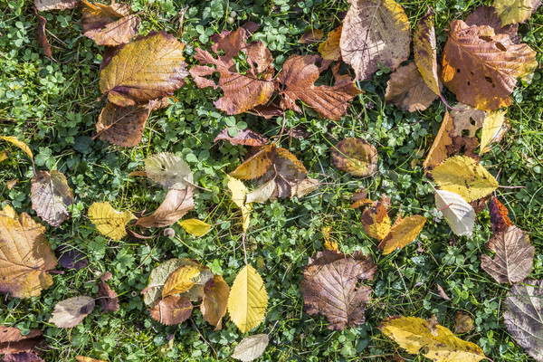 leaves in indian summer colors on grass Stock photo © meinzahn