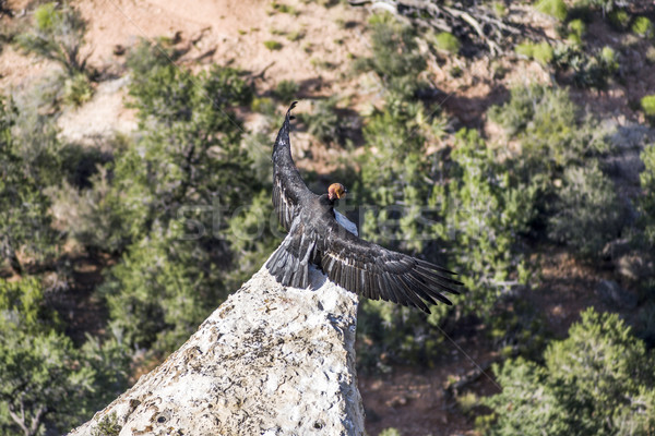 vulture in the Great Canyon near Maricopa Point, they carry a ho Stock photo © meinzahn