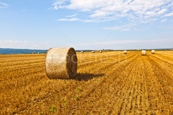 bale of straw on field  Stock photo © meinzahn