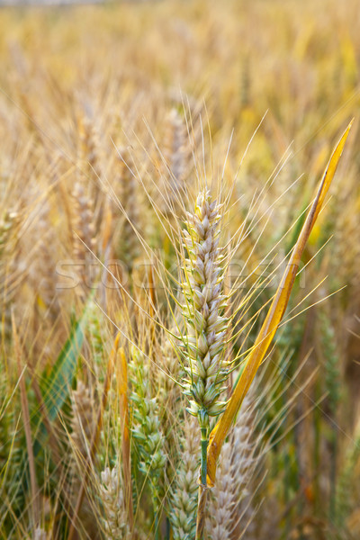 Mais veld detail gouden textuur voedsel Stockfoto © meinzahn