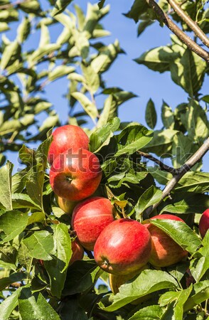 Olgun elma ağaç gıda elma Stok fotoğraf © meinzahn