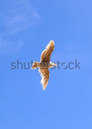 sea gull flying in the blue sky Stock photo © meinzahn
