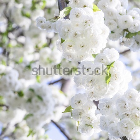Ramo florescer primavera branco céu Foto stock © meinzahn