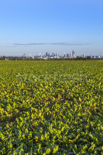 Skyline Франкфурт полях передний план облака город Сток-фото © meinzahn