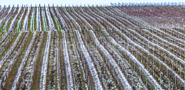 Vineyard in winter Stock photo © meinzahn