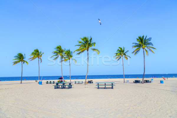 Bella fort lauderdale spiaggia tropicali cocco alberi Foto d'archivio © meinzahn