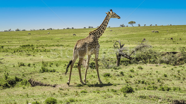 giraffe in Masai Mara National Park. Stock photo © meinzahn