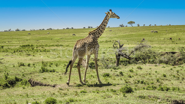 Stock foto: Giraffe · Park · Afrika · Landschaft · Gruppe · Tiere