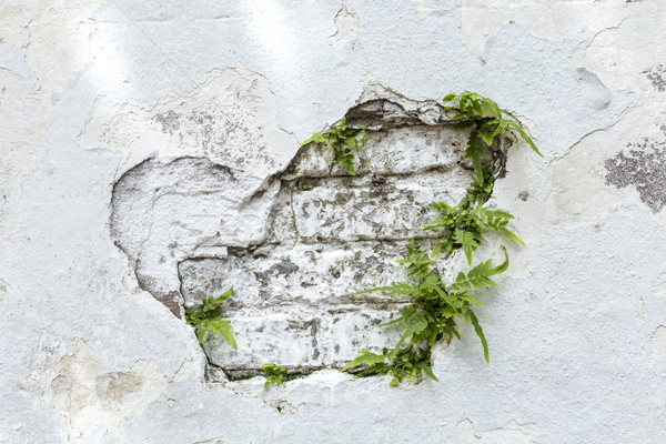 Roślin starych zgniły murem ściany farby Zdjęcia stock © meinzahn