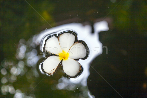 Plumeria flower (Frangipani) floating in the water Stock photo © meinzahn