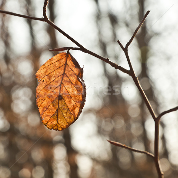 Szczegół dąb liści jesienią drzewo świetle Zdjęcia stock © meinzahn