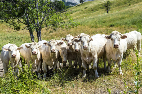 grazing cows in the french alps   Stock photo © meinzahn