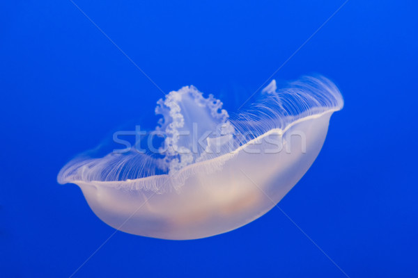 jelly fish in the blue sea Stock photo © meinzahn