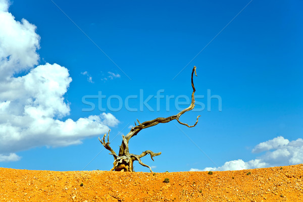 figures created by nature out of wood like animals Stock photo © meinzahn