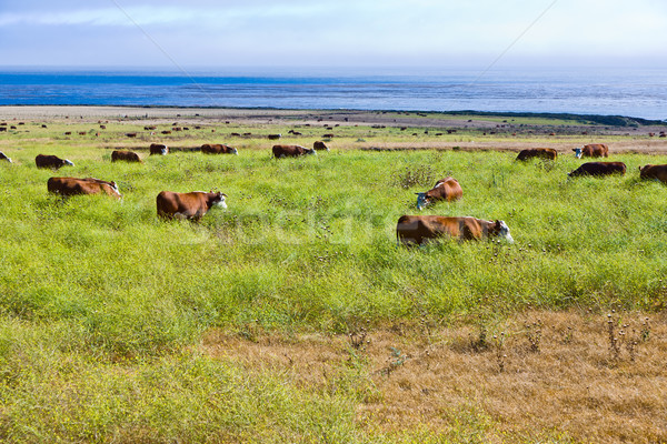 cows graze fresh grass on a meadow in Andrew Molina State park a Stock photo © meinzahn