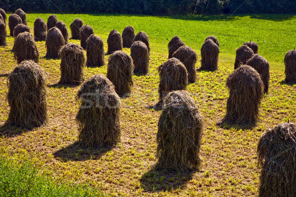 fresh smelling grass is stapled for drying Stock photo © meinzahn