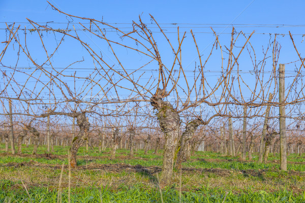 vineyard in winter time  with blue sky Stock photo © meinzahn