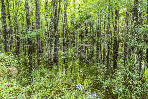 Calvo alberi acqua Florida palude caldo Foto d'archivio © meinzahn