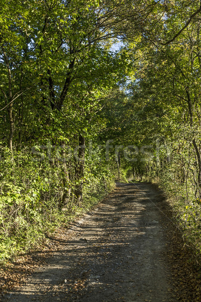 typical narrow road through the dense forest   Stock photo © meinzahn