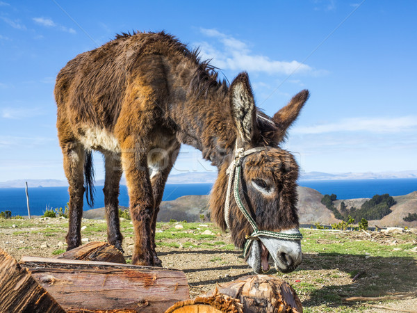 Donkey on Isla del Sol, Titicaca lake  Stock photo © meinzahn