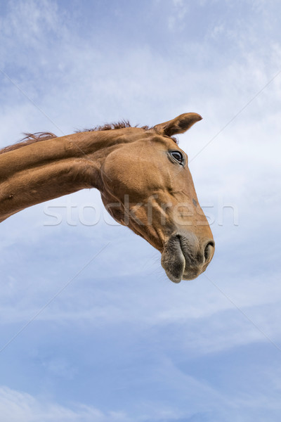 Kopf Hals Pferd blauer Himmel Himmel Lächeln Stock foto © meinzahn