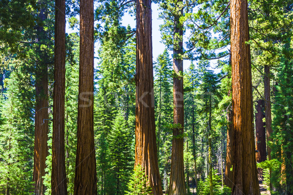 big sequoia trees in Sequoia National Park near Giant village ar Stock photo © meinzahn