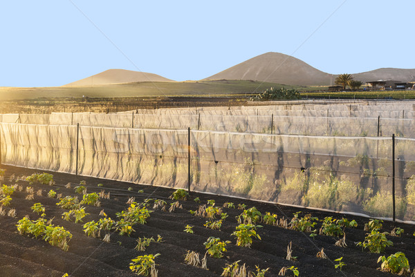 water irrigation system on a field with lapili earth  Stock photo © meinzahn