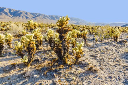 beautiful Cholla Cactus Garden in Joshua Treer national park in  Stock photo © meinzahn