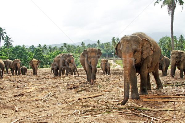 flock of elephants in the wilderness  Stock photo © meinzahn