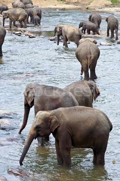 flock of elephants in the river  Stock photo © meinzahn