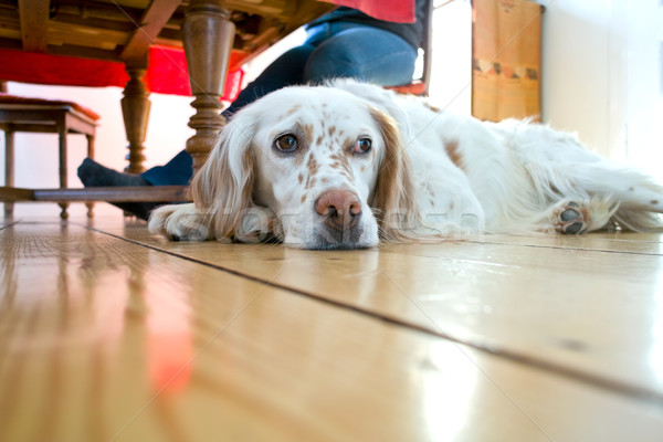 Stock foto: Hund · Holzboden · Esszimmer · Familie · Haus · Holz